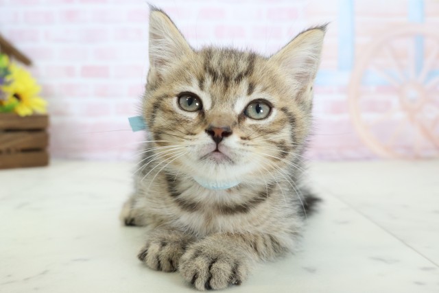 岡山県のマンチカン (Coo&RIKU岡山店/2026年2月17日生まれ/男の子/ブラウンタビー)の子猫の1枚目の画像