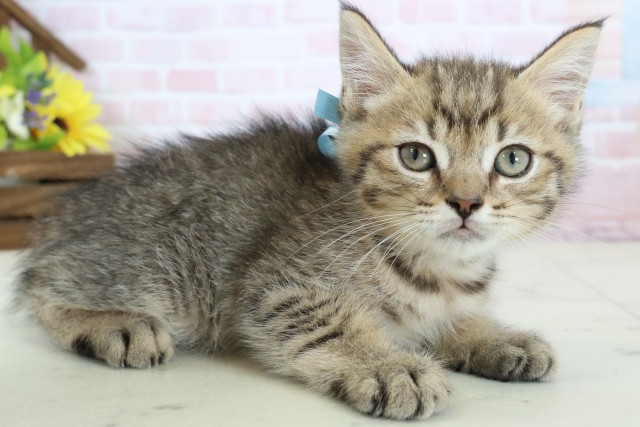 岡山県のマンチカン (Coo&RIKU岡山店/2026年2月17日生まれ/男の子/ブラウンタビー)の子猫の2枚目の画像