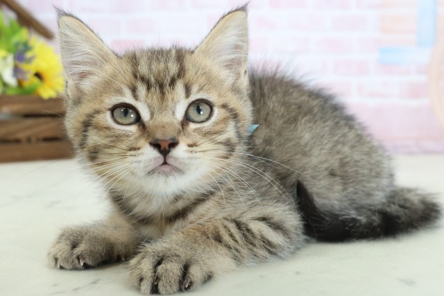 岡山県のマンチカン (Coo&RIKU岡山店/2026年2月17日生まれ/男の子/ブラウンタビー)の子猫の3枚目の画像