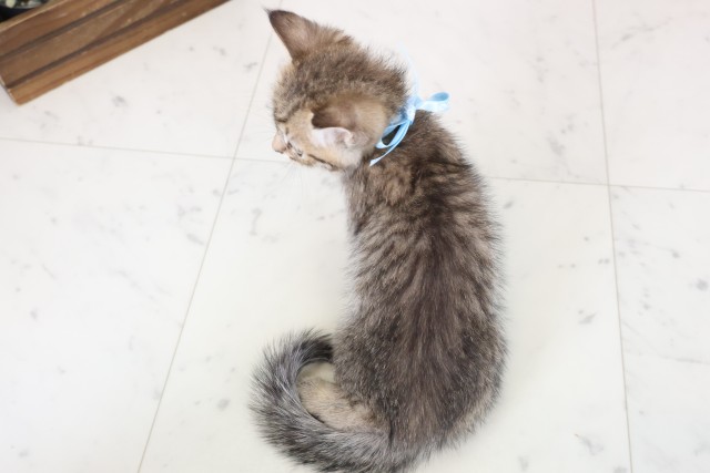 岡山県のマンチカン (Coo&RIKU岡山店/2026年2月17日生まれ/男の子/ブラウンタビー)の子猫の4枚目の画像
