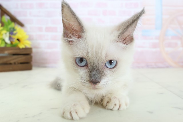 福岡県のラグドール (Coo&RIKU福岡古賀店/2026年1月11日生まれ/女の子/ブルーポイント)の子猫の1枚目の画像