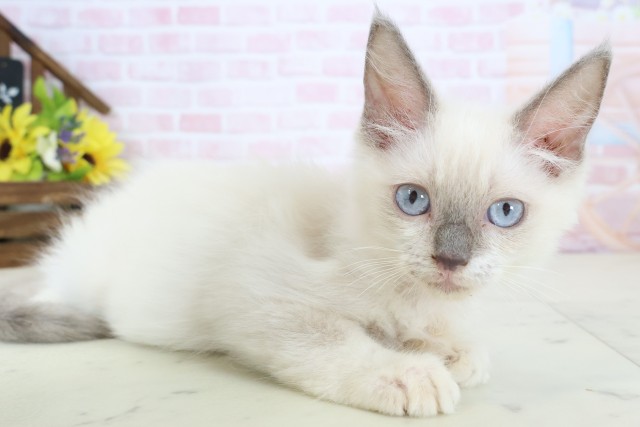 福岡県のラグドール (Coo&RIKU福岡古賀店/2026年1月11日生まれ/女の子/ブルーポイント)の子猫の2枚目の画像