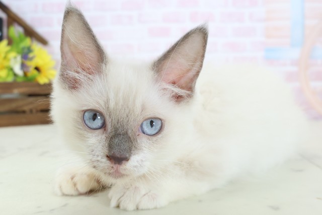 福岡県のラグドール (Coo&RIKU福岡古賀店/2026年1月11日生まれ/女の子/ブルーポイント)の子猫の3枚目の画像