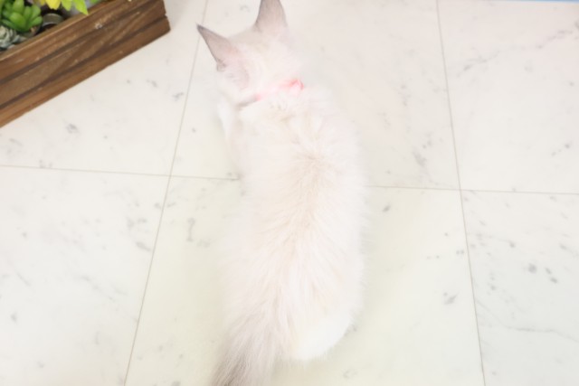 福岡県のラグドール (Coo&RIKU福岡古賀店/2026年1月11日生まれ/女の子/ブルーポイント)の子猫の4枚目の画像