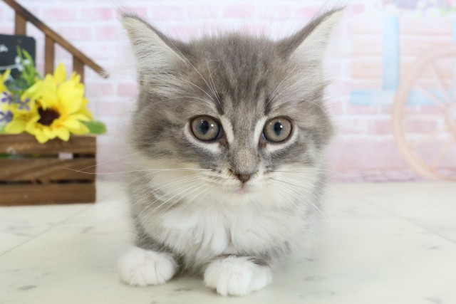 宮崎県のサイベリアン (Coo&RIKU宮崎店/2026年2月12日生まれ/女の子/ブルータビーホワイト)の子猫の1枚目の画像