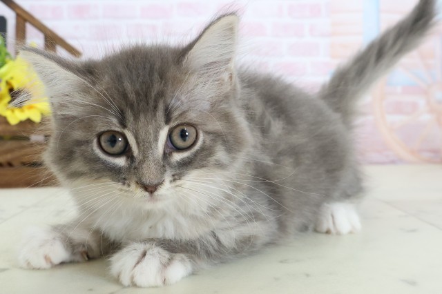 宮崎県のサイベリアン (Coo&RIKU宮崎店/2026年2月12日生まれ/女の子/ブルータビーホワイト)の子猫の3枚目の画像