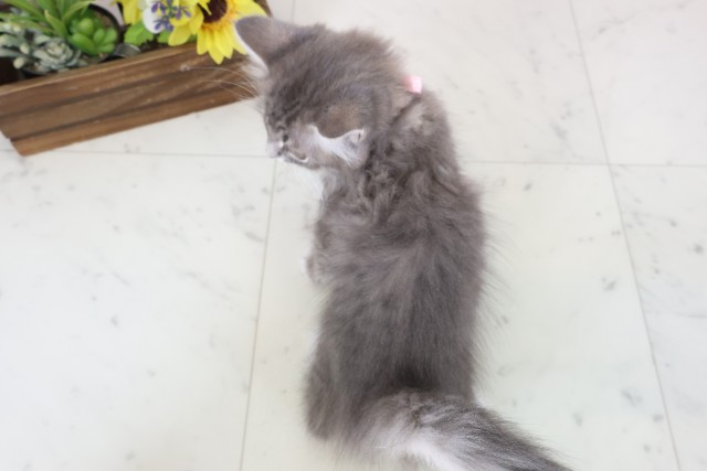 宮崎県のサイベリアン (Coo&RIKU宮崎店/2026年2月12日生まれ/女の子/ブルータビーホワイト)の子猫の4枚目の画像