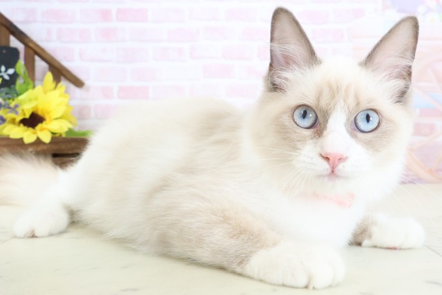 愛媛県のラグドール (Coo&RIKUイオンタウン川之江店/2025年11月21日生まれ/女の子/シールポイントバイカラー)の子猫の2枚目の画像