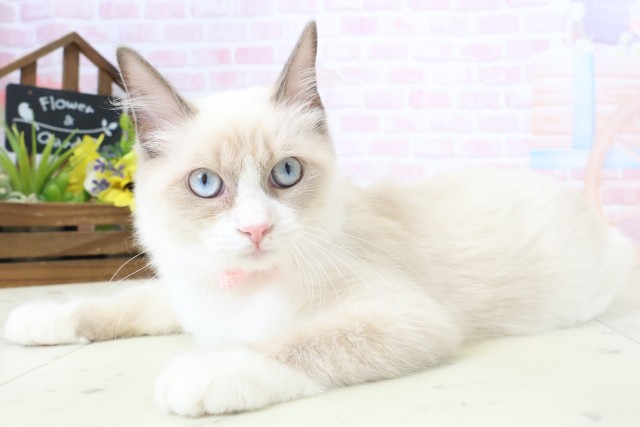 愛媛県のラグドール (Coo&RIKUイオンタウン川之江店/2025年11月21日生まれ/女の子/シールポイントバイカラー)の子猫の3枚目の画像