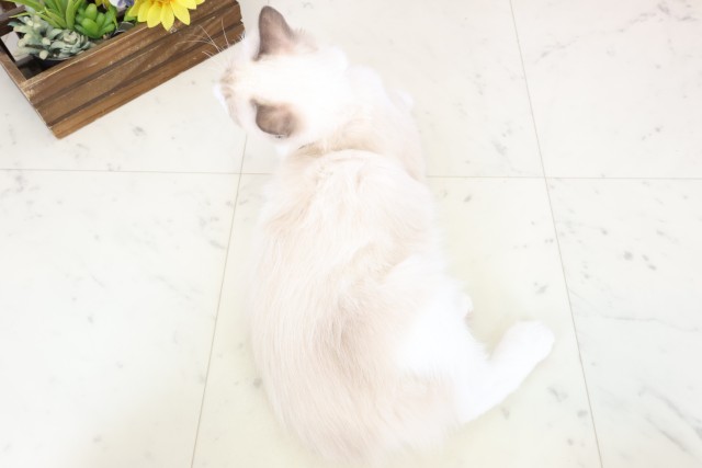 愛媛県のラグドール (Coo&RIKUイオンタウン川之江店/2025年11月21日生まれ/女の子/シールポイントバイカラー)の子猫の4枚目の画像