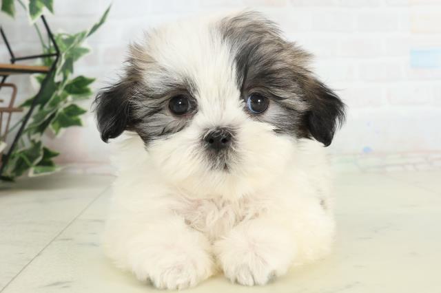 山口県のマルズー/マルシーズ(マルチーズ×シーズー) (Coo&RIKUシーモール下関店/2026年2月22日生まれ/男の子/ホワイトゴールド)の子犬の1枚目の画像
