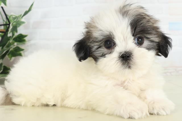 山口県のマルズー/マルシーズ(マルチーズ×シーズー) (Coo&RIKUシーモール下関店/2026年2月22日生まれ/男の子/ホワイトゴールド)の子犬の2枚目の画像