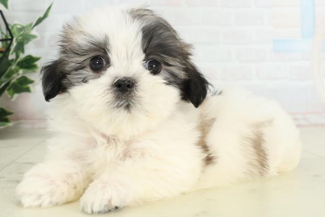 山口県のマルズー/マルシーズ(マルチーズ×シーズー) (Coo&RIKUシーモール下関店/2026年2月22日生まれ/男の子/ホワイトゴールド)の子犬の3枚目の画像