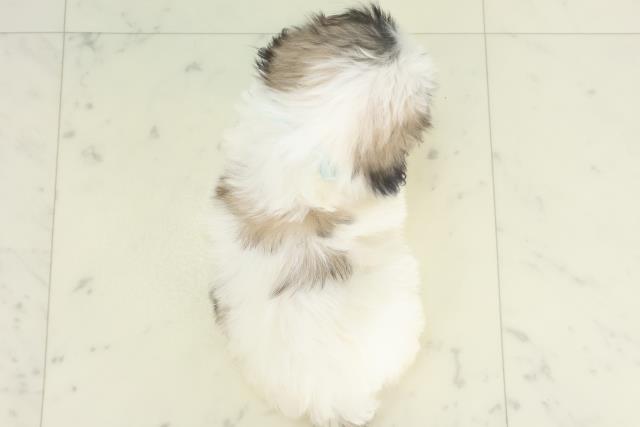 山口県のマルズー/マルシーズ(マルチーズ×シーズー) (Coo&RIKUシーモール下関店/2026年2月22日生まれ/男の子/ホワイトゴールド)の子犬の4枚目の画像