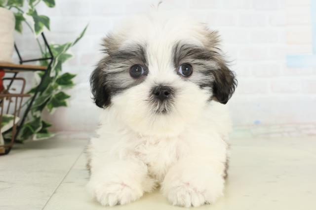 香川県のマルズー/マルシーズ(マルチーズ×シーズー) (Coo&RIKU高松上福岡店/2026年2月22日生まれ/男の子/ホワイトゴールド)の子犬の1枚目の画像
