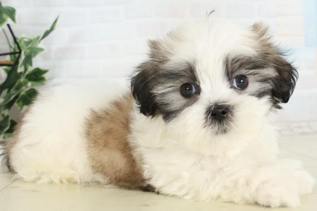 香川県のマルズー/マルシーズ(マルチーズ×シーズー) (Coo&RIKU高松上福岡店/2026年2月22日生まれ/男の子/ホワイトゴールド)の子犬の2枚目の画像