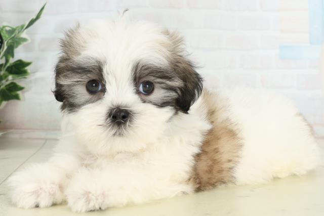 香川県のマルズー/マルシーズ(マルチーズ×シーズー) (Coo&RIKU高松上福岡店/2026年2月22日生まれ/男の子/ホワイトゴールド)の子犬の3枚目の画像