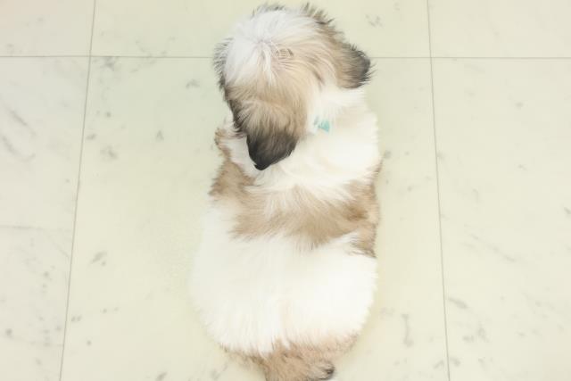 香川県のマルズー/マルシーズ(マルチーズ×シーズー) (Coo&RIKU高松上福岡店/2026年2月22日生まれ/男の子/ホワイトゴールド)の子犬の4枚目の画像