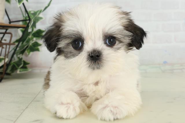 山口県のマルズー/マルシーズ(マルチーズ×シーズー) (Coo&RIKUサンパークあじす店/2026年2月22日生まれ/女の子/ホワイトゴールド)の子犬の1枚目の画像