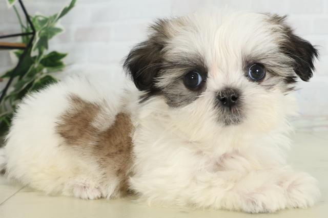 山口県のマルズー/マルシーズ(マルチーズ×シーズー) (Coo&RIKUサンパークあじす店/2026年2月22日生まれ/女の子/ホワイトゴールド)の子犬の2枚目の画像