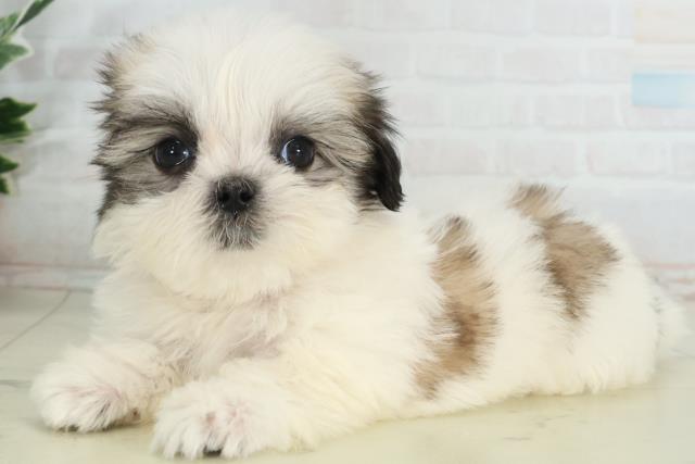 山口県のマルズー/マルシーズ(マルチーズ×シーズー) (Coo&RIKUサンパークあじす店/2026年2月22日生まれ/女の子/ホワイトゴールド)の子犬の3枚目の画像