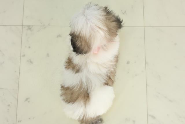 山口県のマルズー/マルシーズ(マルチーズ×シーズー) (Coo&RIKUサンパークあじす店/2026年2月22日生まれ/女の子/ホワイトゴールド)の子犬の4枚目の画像