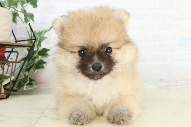 福岡県のポメラニアン (Coo&RIKU大牟田店/2026年2月13日生まれ/女の子/クリームセーブル)の子犬の1枚目の画像