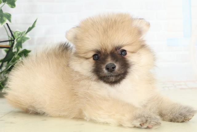福岡県のポメラニアン (Coo&RIKU大牟田店/2026年2月13日生まれ/女の子/クリームセーブル)の子犬の2枚目の画像