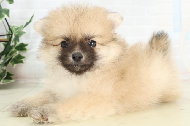 福岡県のポメラニアン (Coo&RIKU大牟田店/2026年2月13日生まれ/女の子/クリームセーブル)の子犬の3枚目の画像