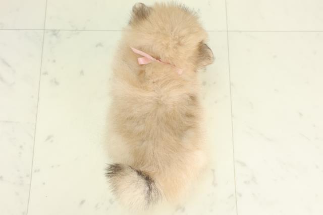 福岡県のポメラニアン (Coo&RIKU大牟田店/2026年2月13日生まれ/女の子/クリームセーブル)の子犬の4枚目の画像