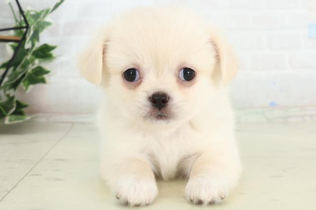 佐賀県のチワペキ/ペキチー/ペキチワ(チワワ×ペキニーズ) (Coo&RIKU佐賀神埼店/2026年2月21日生まれ/女の子/クリームホワイト)の子犬の1枚目の画像