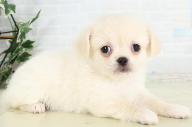 佐賀県のチワペキ/ペキチー/ペキチワ(チワワ×ペキニーズ) (Coo&RIKU佐賀神埼店/2026年2月21日生まれ/女の子/クリームホワイト)の子犬の2枚目の画像