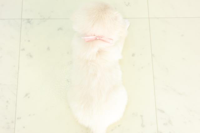 佐賀県のチワペキ/ペキチー/ペキチワ(チワワ×ペキニーズ) (Coo&RIKU佐賀神埼店/2026年2月21日生まれ/女の子/クリームホワイト)の子犬の4枚目の画像