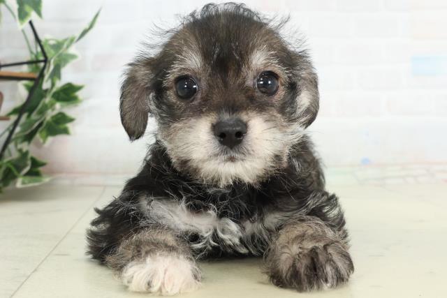 佐賀県のハーフ犬・ミックス犬 (Coo&RIKU佐賀神埼店/2026年2月20日生まれ/女の子/ブラックタン)の子犬の1枚目の画像