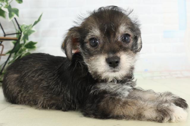 佐賀県のハーフ犬・ミックス犬 (Coo&RIKU佐賀神埼店/2026年2月20日生まれ/女の子/ブラックタン)の子犬の2枚目の画像