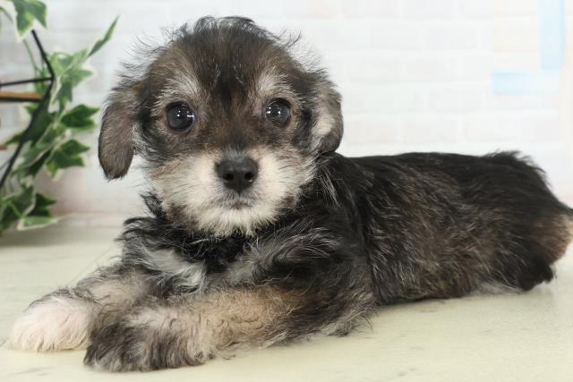 佐賀県のハーフ犬・ミックス犬 (Coo&RIKU佐賀神埼店/2026年2月20日生まれ/女の子/ブラックタン)の子犬の3枚目の画像