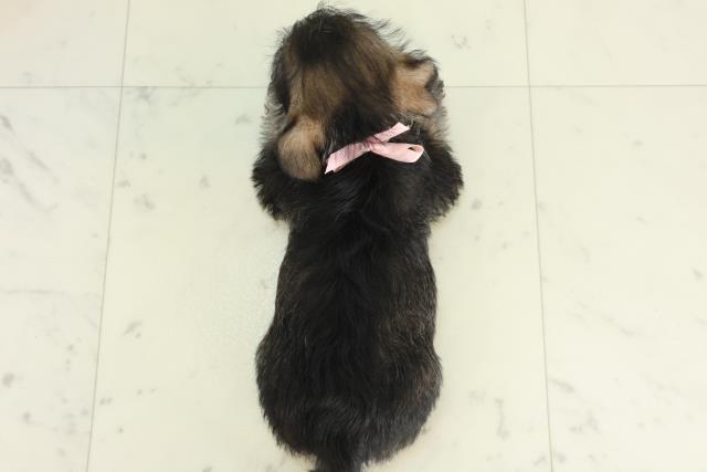 佐賀県のハーフ犬・ミックス犬 (Coo&RIKU佐賀神埼店/2026年2月20日生まれ/女の子/ブラックタン)の子犬の4枚目の画像