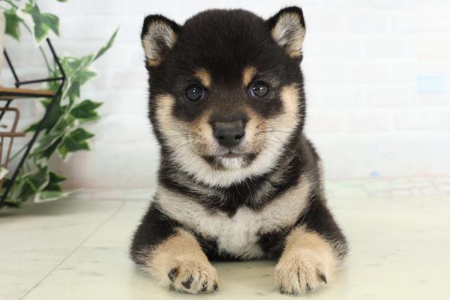 熊本県の豆柴 (Coo&RIKU熊本店/2026年2月21日生まれ/男の子/黒)の子犬の1枚目の画像