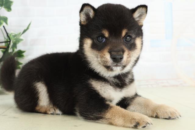 熊本県の豆柴 (Coo&RIKU熊本店/2026年2月21日生まれ/男の子/黒)の子犬の2枚目の画像