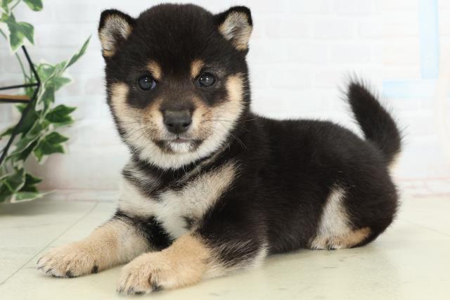 熊本県の豆柴 (Coo&RIKU熊本店/2026年2月21日生まれ/男の子/黒)の子犬の3枚目の画像