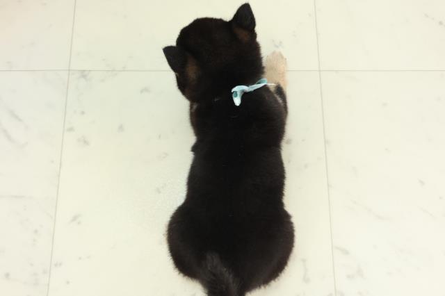 熊本県の豆柴 (Coo&RIKU熊本店/2026年2月21日生まれ/男の子/黒)の子犬の4枚目の画像