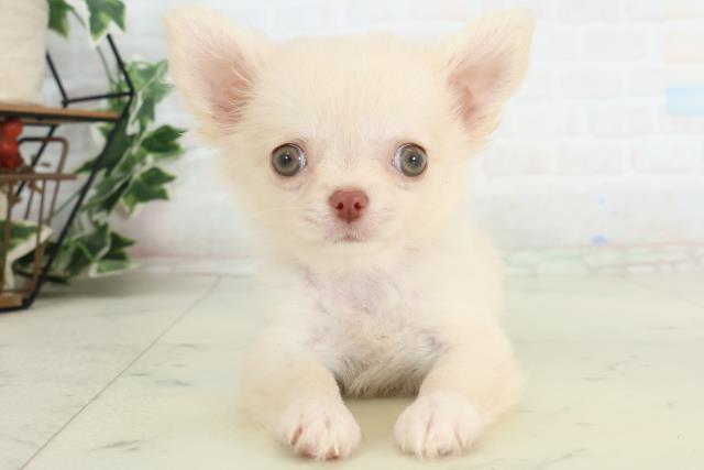 佐賀県のチワワ(ロング) (Coo&RIKU佐賀神埼店/2026年2月11日生まれ/女の子/ホワイトクリーム)の子犬の1枚目の画像