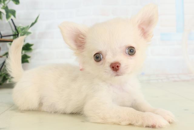 佐賀県のチワワ(ロング) (Coo&RIKU佐賀神埼店/2026年2月11日生まれ/女の子/ホワイトクリーム)の子犬の2枚目の画像