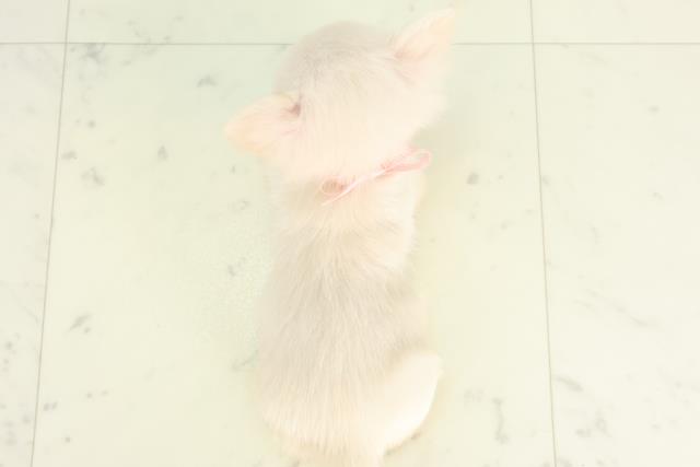 佐賀県のチワワ(ロング) (Coo&RIKU佐賀神埼店/2026年2月11日生まれ/女の子/ホワイトクリーム)の子犬の4枚目の画像