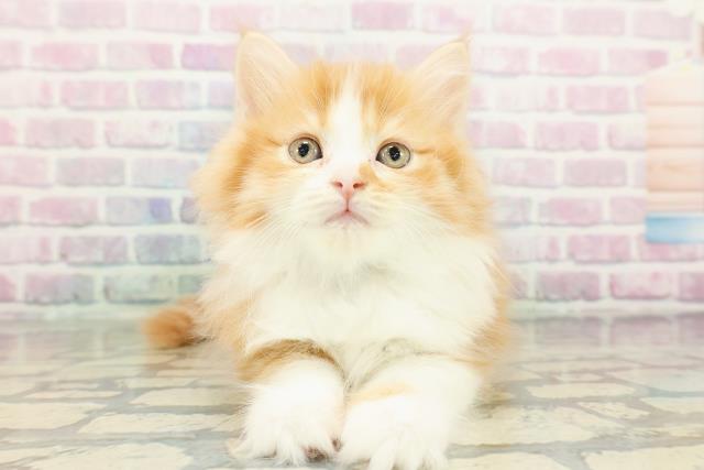 沖縄県のサイベリアン (Coo&RIKU沖縄浦添店/2026年2月22日生まれ/男の子/レッドタビーホワイト)の子猫