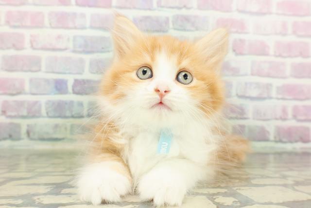 沖縄県のサイベリアン (Coo&RIKUイオン北谷店/2026年2月22日生まれ/男の子/レッドタビーホワイト)の子猫