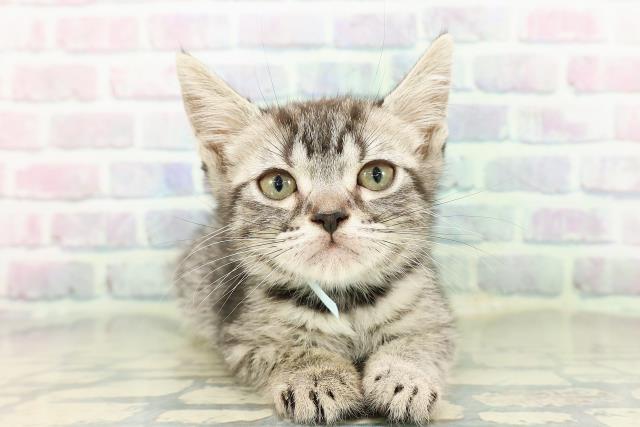 神奈川県のスコティッシュフォールド (Coo&RIKU横浜旭店/2026年2月10日生まれ/男の子/シルバータビー)の子猫の1枚目の画像