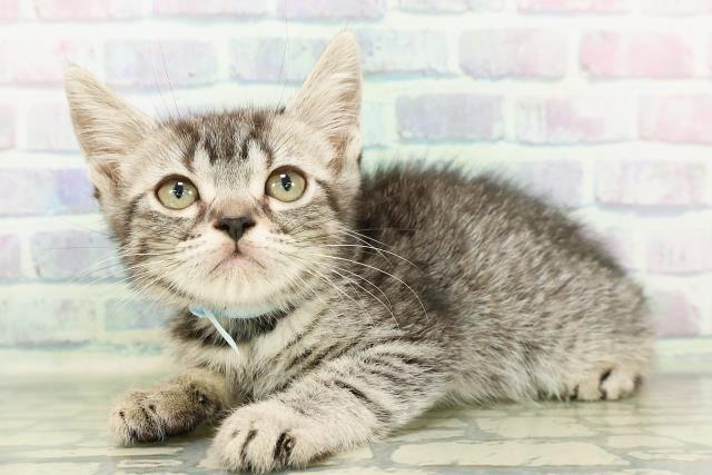 神奈川県のスコティッシュフォールド (Coo&RIKU横浜旭店/2026年2月10日生まれ/男の子/シルバータビー)の子猫の2枚目の画像