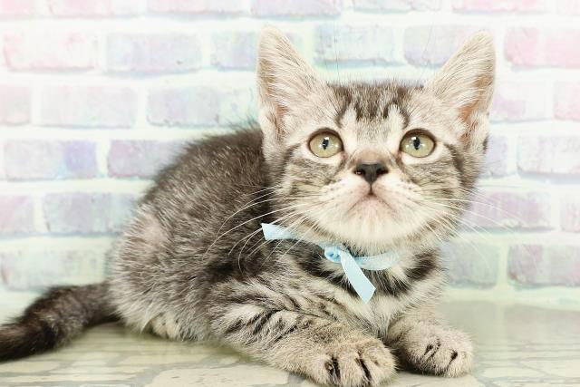 神奈川県のスコティッシュフォールド (Coo&RIKU横浜旭店/2026年2月10日生まれ/男の子/シルバータビー)の子猫の3枚目の画像