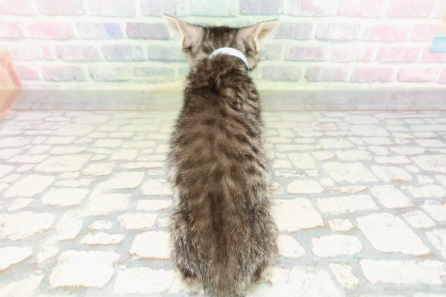 神奈川県のスコティッシュフォールド (Coo&RIKU横浜旭店/2026年2月10日生まれ/男の子/シルバータビー)の子猫の4枚目の画像